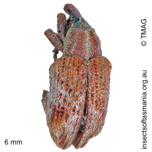 Species image