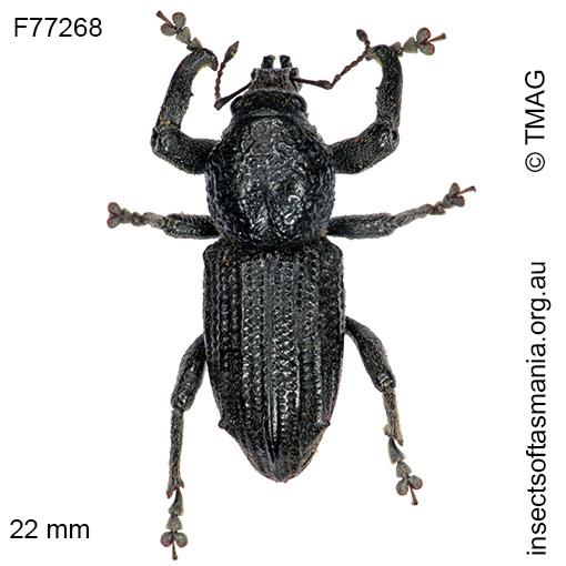 Species image
