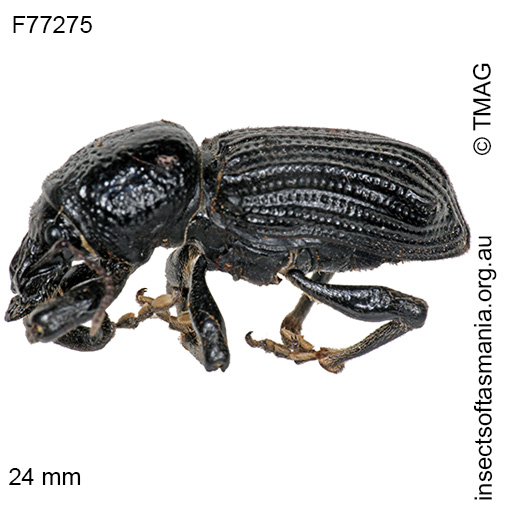 Species image