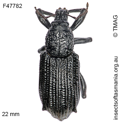 Species image