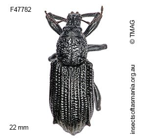 Prypnus tenebriosus