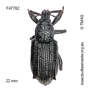 Prypnus tenebriosus