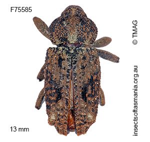 Pseudometyrus cylindricus