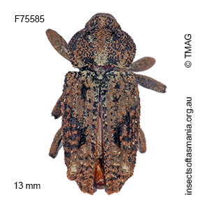 Pseudometyrus cylindricus