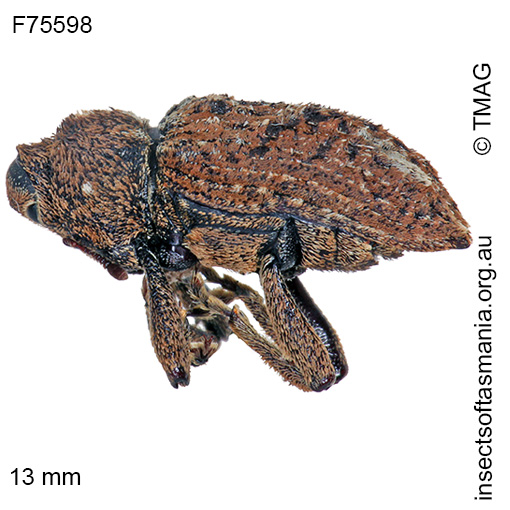Species image