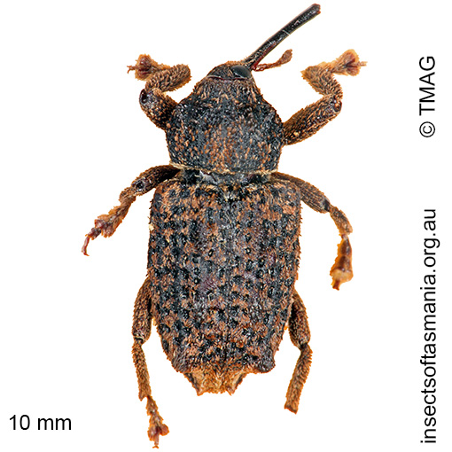 Species image