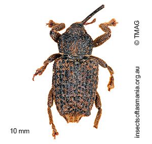 Pseudometyrus sirius