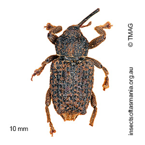 Pseudometyrus sirius