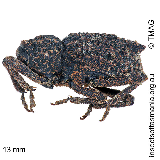 Poropterus-succisus_a Poropterus succisus