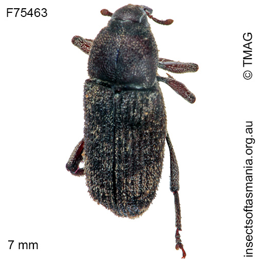 Species image