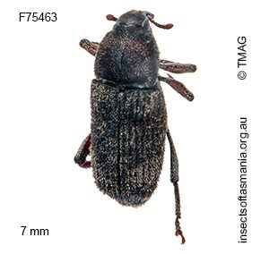 Pseudotherebus cylindricus