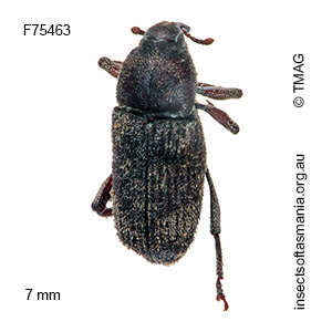 Pseudotherebus cylindricus