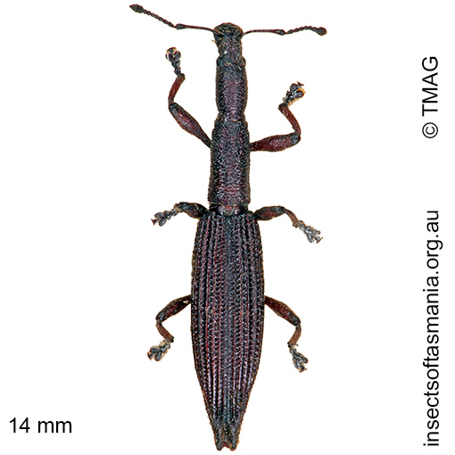 Species image