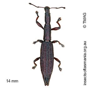 Rhadinosomus lacordairei