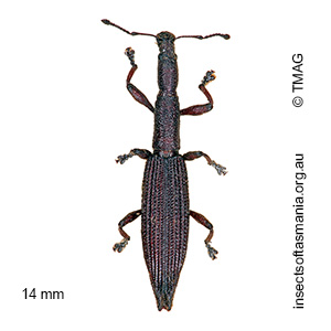 Rhadinosomus lacordairei