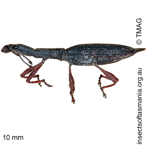 Species image