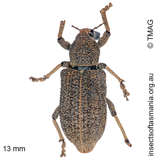 Species image