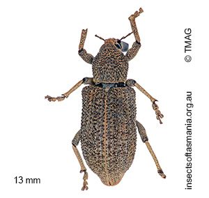Rhinaria granulosa
