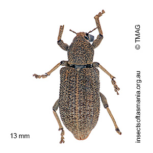 Rhinaria granulosa