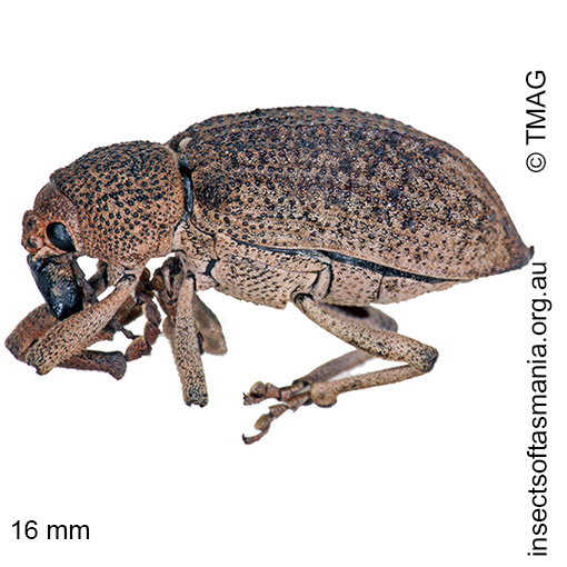 Species image