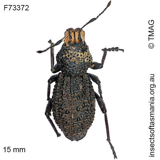 Species image