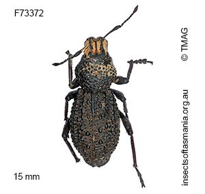 Sclerorinus bubalus
