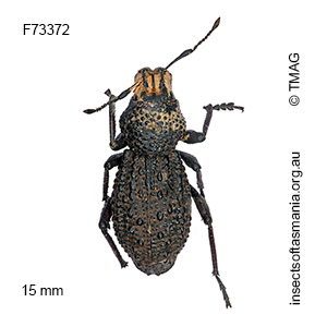 Sclerorinus bubalus