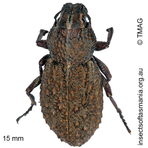 Species image