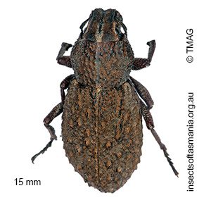 Sclerorinus tristis