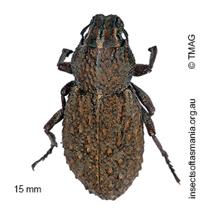 Sclerorinus tristis