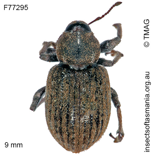 Species image