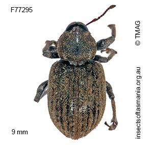 Scotasmus carinirostris