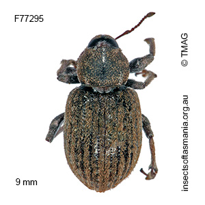 Scotasmus carinirostris
