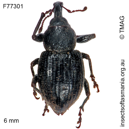 Species image