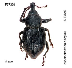 Scotasmus litoralis