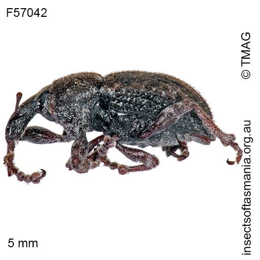 Species image