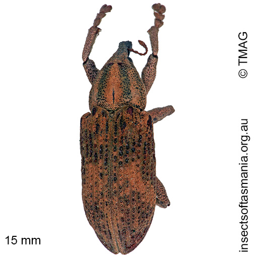 Species image