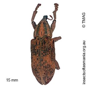 Strongylorhinus ochraceus