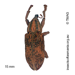 Strongylorhinus ochraceus
