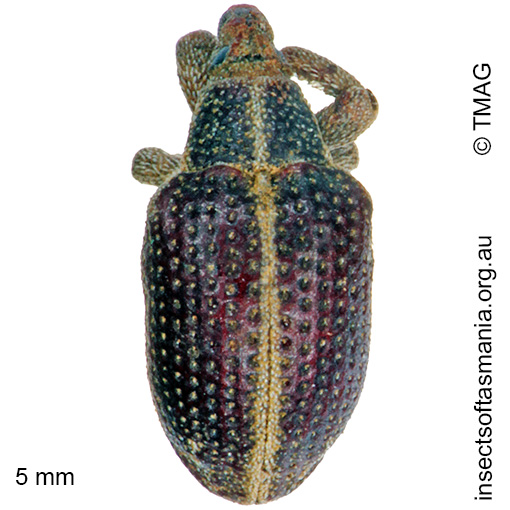 Species image