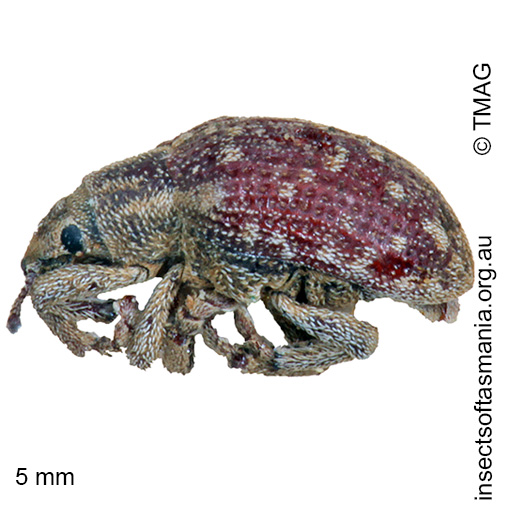 Species image
