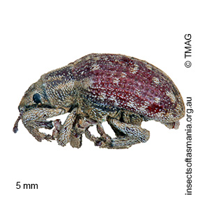 Syarbis alcyone