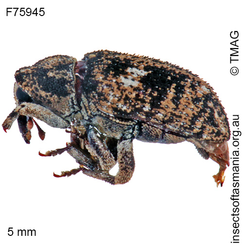 Species image
