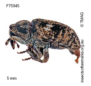 Tyrtaeosus mixtus