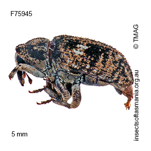 Tyrtaeosus mixtus