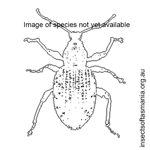 Species image