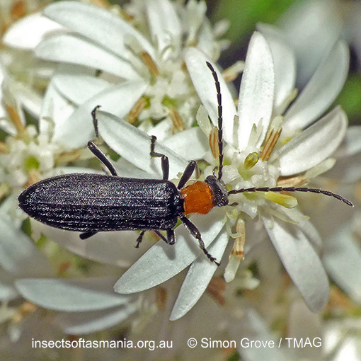 Species image