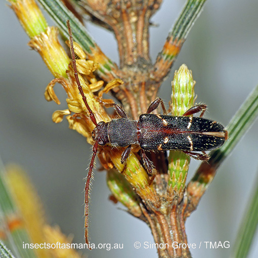 Species image