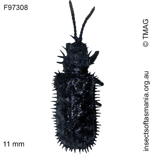 Species image