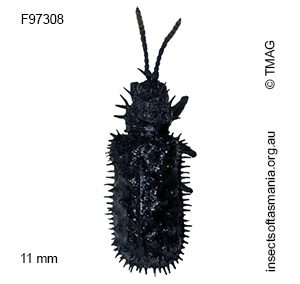Hispellinus fimbriatus